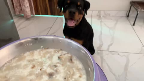 All Day home-made Meals for dogs