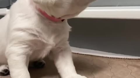 Cute Labrador Puppy Asking For Food