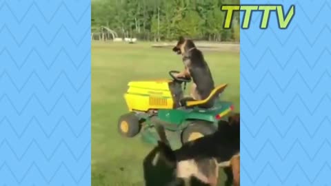 Funny Dog Compilations