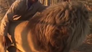 Amazing lion and human interaction #shorts #wildlife