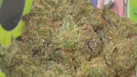 BLUE MAGGOO Flower By Grow West Cannabis Company Maryland Appalachian Grown Cannabis