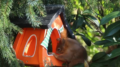 🐿️ Adorable Red Squirrel's Harvesting Adventure in a Birdhouse! 🌰🏡