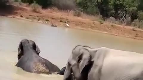Lovly wild elephant family bathing