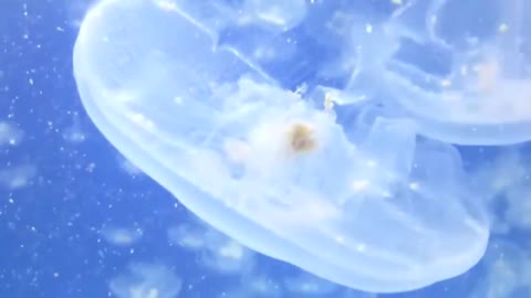 Moon jelly 🐟 fish #short