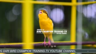 the sound of a canary, a loud sound
