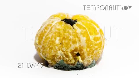 Mandarin Orange (Tangerine) Timelapse