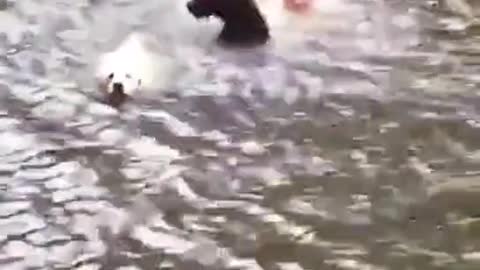 Dogs save their owner from drowning