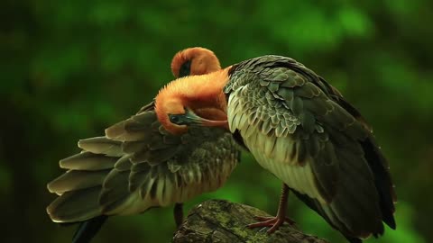 Two Weaver Birds