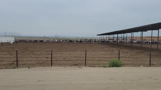 cows walking