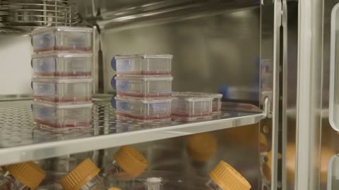 First ever clinical trial of lab-grown red blood cell transfusion