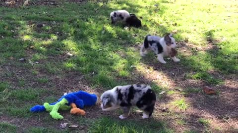 Player's ToyMini Aussie males play at Lindsey's Aussies