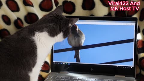 Rumble funny cat and bird videos, Cat TV for Cats to Watch