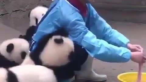 The cute panda