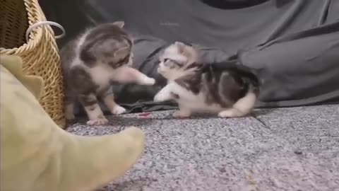 baby cats cute and funny