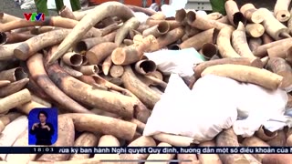 Vietnam seizes more than seven tons of smuggled ivory