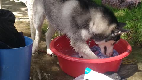 Helpful Husky Cleans Clothes
