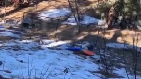 This Woman Sled The Wrong Way And It Ended Terrible