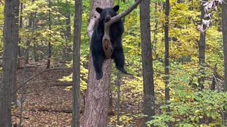 Bear Deep in Thoughts up in a Tree