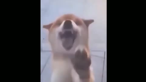 Dog and girl funny video