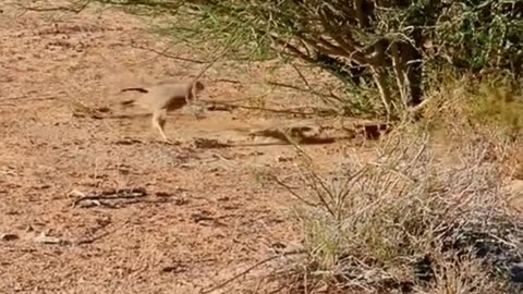 A hungry falcon desperately try to catch a hustle bunny!!