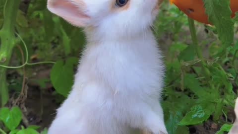 Rabbit eating fruit