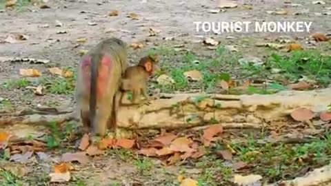 Wildlife tourist monkey