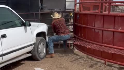 South Dakota loading Bison