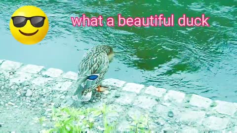 What a beautiful duck