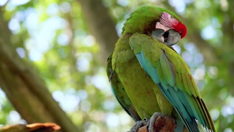 Beautiful parrots, nature,