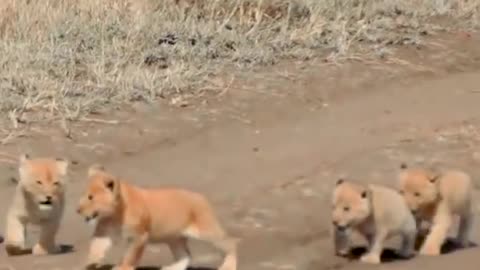 Cute Baby Lions exploring Jungle with mother