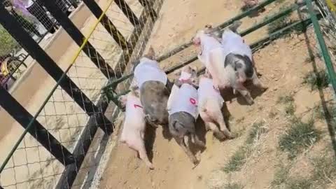 Piggies