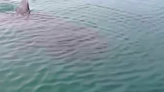 Massive Unidentified Shark Filmed by Scared Fisherman Caught on Camera Up Close 2023