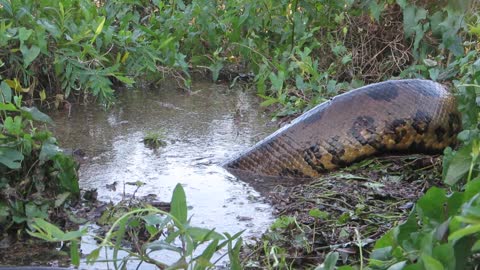 Giant Anaconda Mating