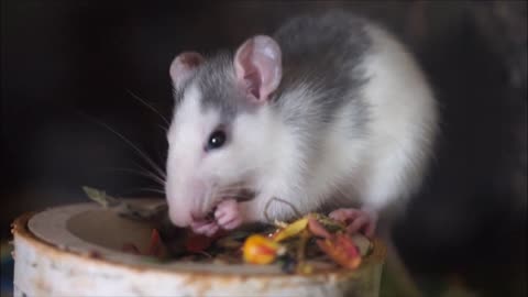 Only the cute little rat is eating a delicious meal