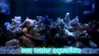 sea water aquarium | fo tank