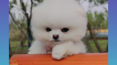 #Pomeranianpuppy shorts| Cute Dogs |Funny Cute dogs| Cute Puppies Video❤️|Pomeranian Puppies