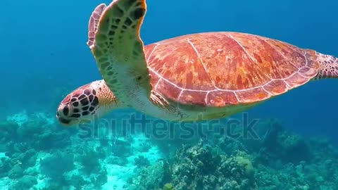 Underwater sea turtle with ocean waves in surface waters