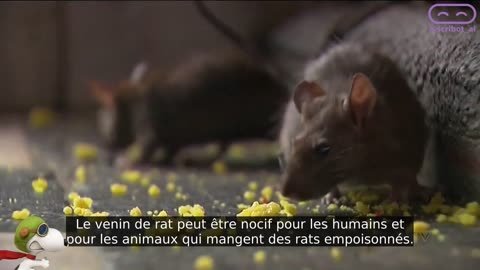 RATS DÉBILES