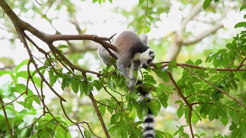 Lemur Branch Mammal