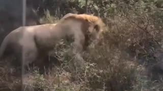 Animal: Sedated Lion released