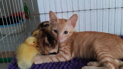 kittens and little chickens ducklings