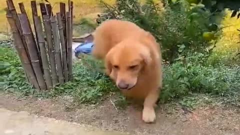 Best Funny Animals Videos 2022 Part 3