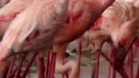 Is it true? Does a Flamingo feed blood to its baby?
