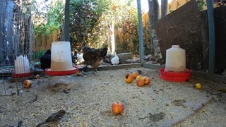 Backyard Chickens Coop Video Sounds Noises Long HD Hens Clucking Roosters Crowing!