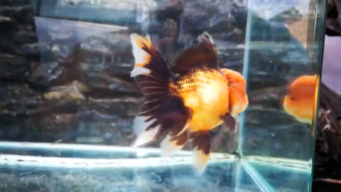 The most beautiful Oranda Goldfish-9