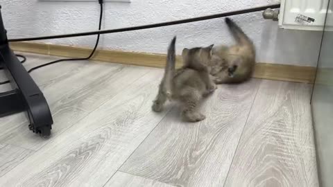 The kittens fight until the mother cat calls them to calm down