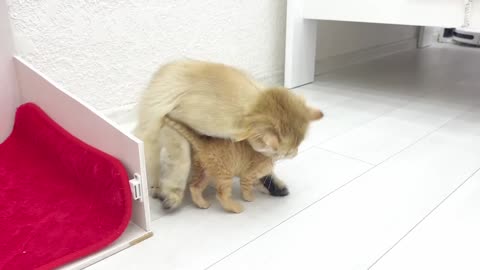Kittens playing - mother cat punishes her kittens