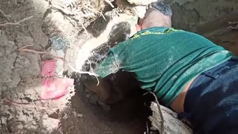 Guys Rescue Turtle From Hole