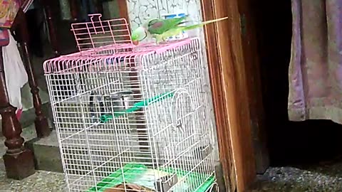 Parrot taking #parrot #green #short#viral