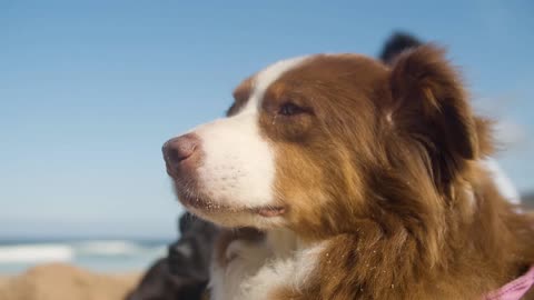 Puppy learns to 'talk' using technology.